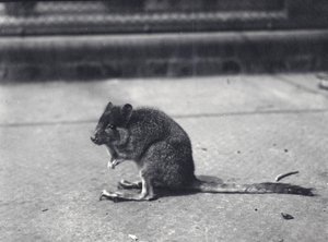 1916年6月、ロンドン動物園で尾を振るワラビ 作： Frederick William Bond